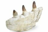 Mosasaur Jaw Section with Four Teeth - Morocco #359682-3